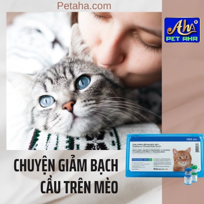 Giá tiêm phòng giảm bạch cầu cho mèo