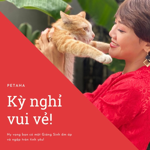 Tiêm phòng bệnh cho mèo để có kỳ nghỉ an toàn khỏe mạnh hơn