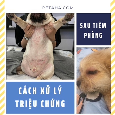 1. Tổng Quan Về Tiêm Phòng 7 Bệnh Cho Chó