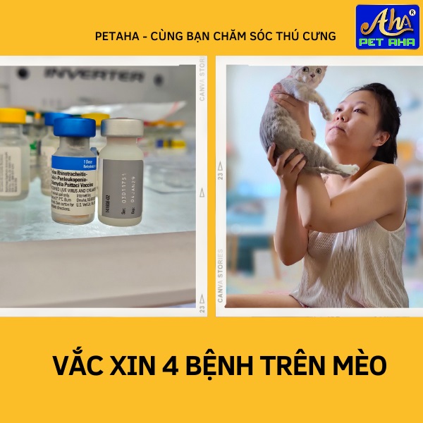 Bệnh Trên Mèo: Nguyên Nhân, Triệu Chứng Và Cách Điều Trị Hiệu Quả