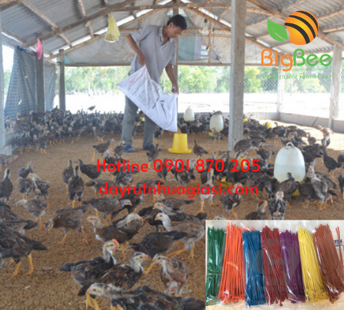 Nông trại nuôi gà, vịt buộc chân gia cầm bằng dây rút nhựa tại Thu Hồng
