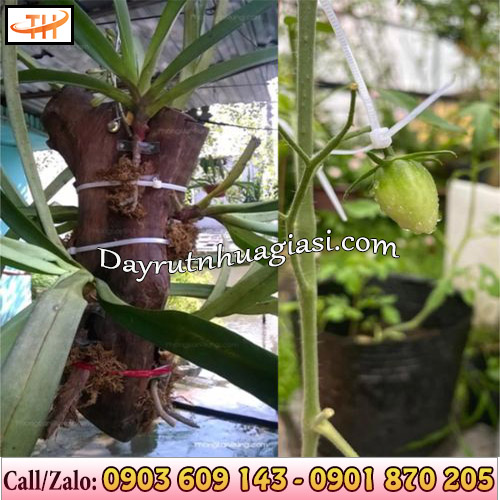 Dây rút nhựa buộc cây cảnh Dây rút nhựa buộc cây cảnh