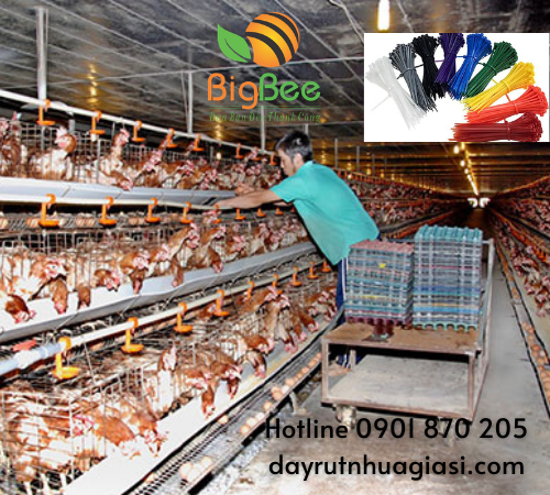 Nông trại nuôi gà chuẩn bị đánh dấu gà bằng dây rút