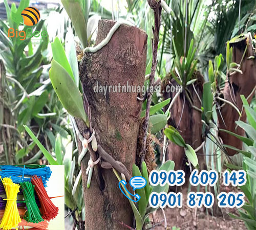 Dây rút nhựa đa năng buộc cây cảnh, lan giá tốt tại HCM