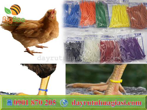 Dùng dây rút nhựa khác màu để phân loại chủng gia cầm