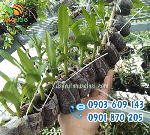 Dây rút nhựa buộc cây cảnh, cây lan giá sỉ rẻ nhất