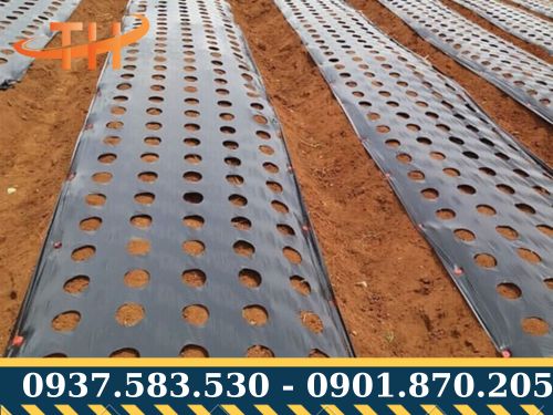 Màng nông nghiệp đục lỗ sẵn