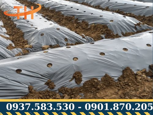 Màng phủ giúp cây phát triển thuận lợi hơn
