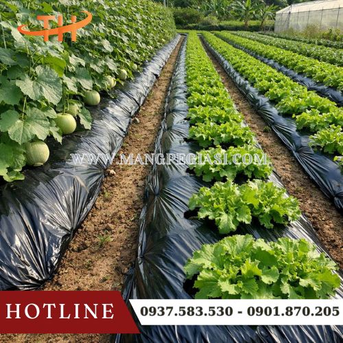 Ứng dụng thực tế của màng phủ nông nghiệp Ứng dụng thực tế của màng phủ nông nghiệp