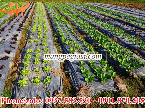 Màng phủ nông nghiệp giá sỉ