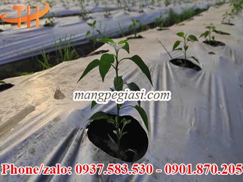 Màng phủ nông nghiệp giá rẻ