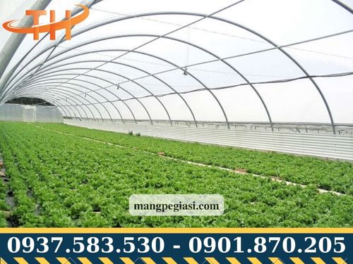 Màng nhà kính Thái Lan