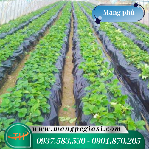 Màng phủ dùng cho nông nghiệp và xây dựng