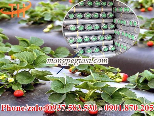 Màng phủ nông nghiệp đen