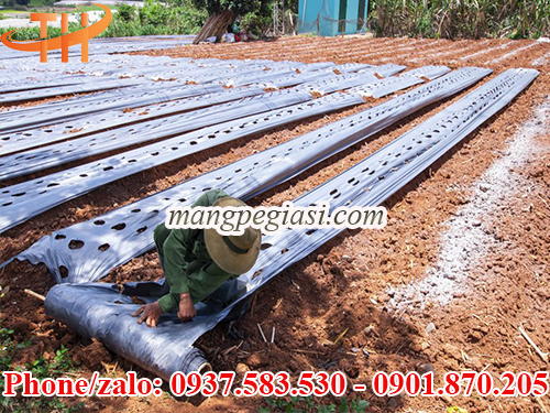 Màng phủ nông nghiệp chống cỏ