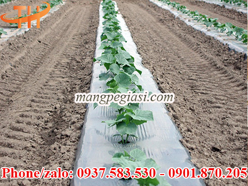 Màng phủ nông nghiệp chống cỏ