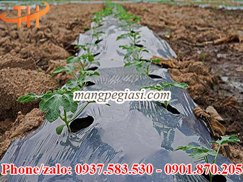 Màng phủ nông nghiệp 25mic