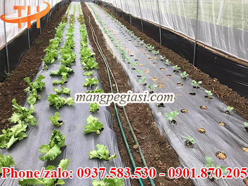 Màng phủ nông nghiệp 1m6
