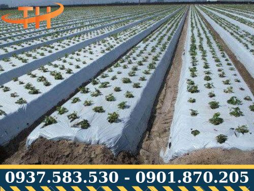 Màng phủ giúp ngăn chặn sự phát triển của cỏ