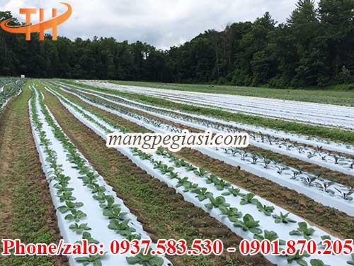 Màng phủ nông nghiệp chất lượng cao