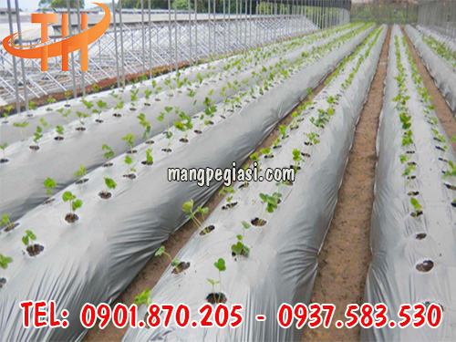 Màng phủ nông nghiệp giá rẻ