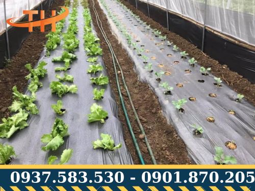Màng phủ nông nghiệp có nhiều kích thước