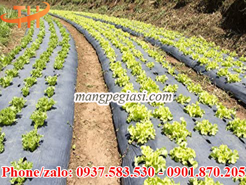 Màng phủ nông nghiệp khổ lớn