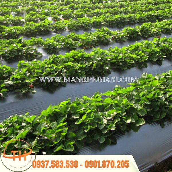 Màng phủ nông nghiệp sử dụng lót đất Màng phủ nông nghiệp sử dụng lót đất