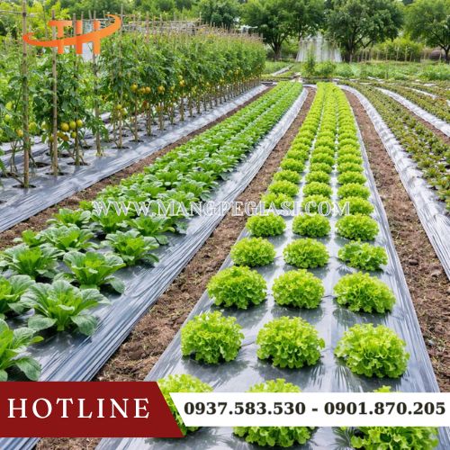 Màng phủ nông nghiệp tăng thẩm mĩ và năng suất cho trồng trọt Màng phủ nông nghiệp tăng thẩm mĩ và năng suất cho trồng trọt