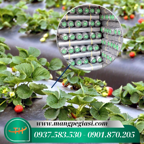 Thành quả gặt hái là trái ngọt