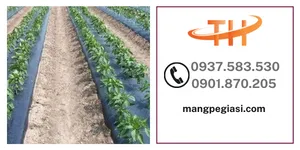 Màng phủ nông nghiệp chất lượng giá tốt tại Hóc Môn