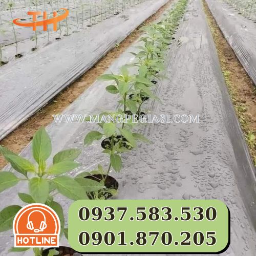 Ứng dụng của màng phủ nông nghiệp Ứng dụng của màng phủ nông nghiệp