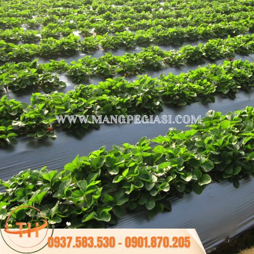 Ứng dụng thực tế của màng phủ nông nghiệp Ứng dụng thực tế của màng phủ nông nghiệp