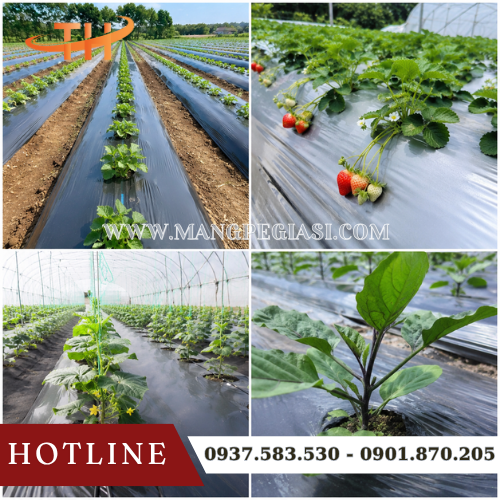 Ứng dụng thực tế của màng phủ nông nghiệp Ứng dụng thực tế của màng phủ nông nghiệp