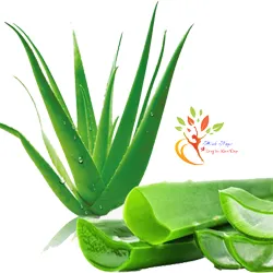 Lô Hội Thảo Mộc Cô Đặc