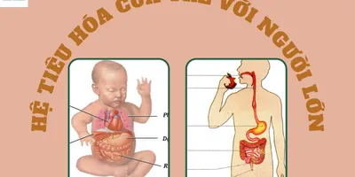 Sự khác biệt giữa hệ tiêu hóa của trẻ với người lớn