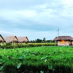 Tour du lịch Đồng Tháp 2 ngày 1 đêm Làng Hoa Sa Đéc Tràm Chim 