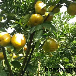 Tour vườn quýt Lai Vung Đồng Tháp 1 ngày