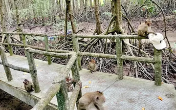 Giá vé Đảo Khỉ Cần Giờ 2025, du lịch Đảo Khỉ Cần Giờ có gì chơi ? đường đi đảo khỉ Cần Giờ 