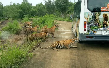 Giá vé Khu Du Lịch Mỹ Quỳnh Safari Long An Mới Nhất 