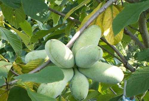 10-nam-ung-thu-gan-van-song-khoe-than-duoc-du-du-my Cây đu đủ vùng Đông Mỹ có chứa hoạt chất Acetogenin