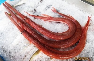 ca-chia-voi ca-chia-voi