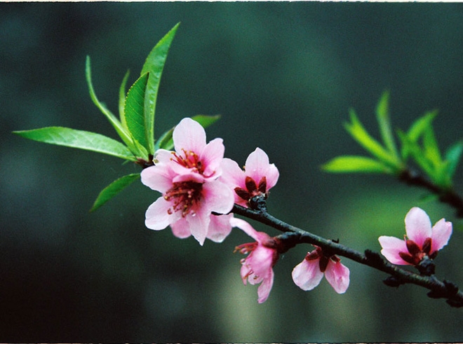 canh-dao Tuổi Tuất – Cành đào