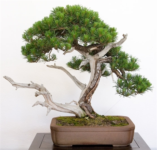 cay-canh Tuổi Dần – Cây cảnh