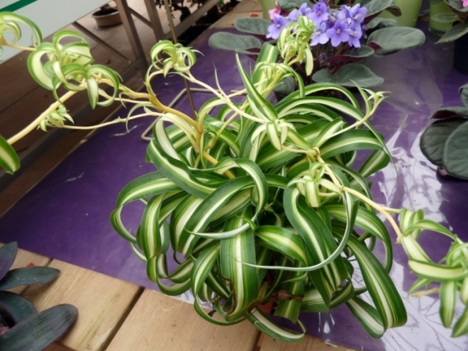 cay-day-nhen Cây dây nhện còn gọi là điếu lan, lan mốc hoặc cỏ mệnh môn. Loài thực vật này có tác dụng làm sạch không khí, lọc bụi, hút chất độc. Người ta ví cây dây nhện như một chiếc máy lọc bụi mini tự nhiên. Nên đặt cây ở những vị trí nhiều bụi bẩn như cửa sổ, ban công, lối ra vào, nhà bếp. Cây cũng mang ý nghĩa tốt về phong thủy.