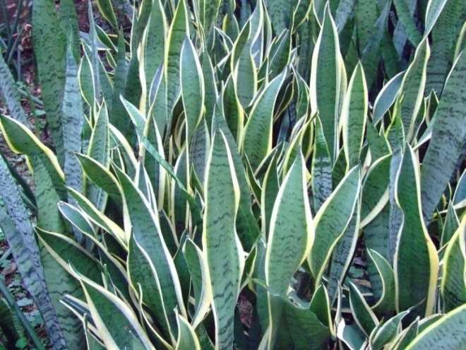 cay-luoi-ho Cây lưỡi hổ còn gọi là lưỡi cọp, có khả năng hấp thụ các khí độc lơ lửng trong không khí như nitrogen oxide, formaldehyde. Đặt cây này phòng của bạn, không gian luôn thoáng mát, giảm căng thẳng. Trong phong thủy, cây lưỡi hổ tượng trưng cho sức mạnh cá nhân, biểu tượng cho sự mạnh mẽ của loài hổ. Ngoài ra còn chống tà khí, đẩy lùi điều xấu, mang lại yên bình và may mắn cho gia đình.