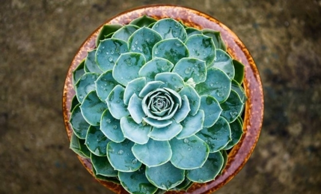 cay-sen-da-phat-ba Cây sen đá phật bà mang lại tài lộc và may mắn cho gia đình. Ngoài ra, nó còn là biểu tượng cho sự kiên cường.