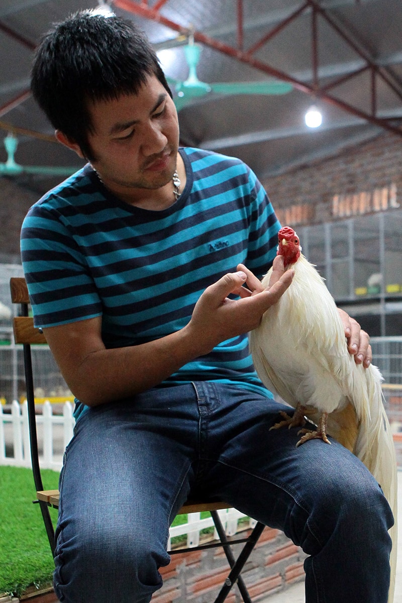 chu-trang-trai-nuoi-ga-tre-tan-chau-o-ha-noi Anh Nguyễn Quang Nam (chủ một trang trại nuôi gà tre Tân Châu ở Hà Nội) chia sẻ: “Tôi đến với thú chơi gà tre Tân Châu cũng đã được gần chục năm nay, giống gà dáng nhỏ lại rất thân thiện với con người. Có nhiều hôm đi làm mệt mỏi về đến nhà nghe thấy tiếng gáy lanh lảnh nhẹ nhàng là mình lại quên hết mệt nhọc ngay.”