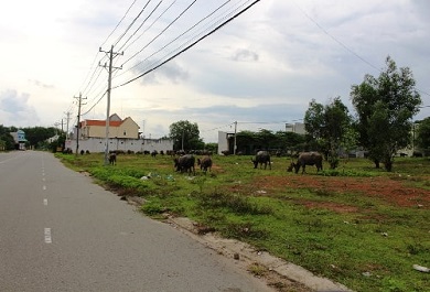 dan-trau-hang-tram-con-cua-nguoi-dan-chan-tha-trong-my-phuoc-3 Đàn trâu hàng trăm con của người dân chăn thả trong Mỹ Phước 3