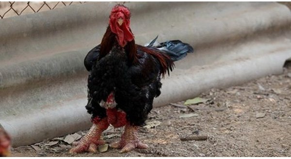 ga-dong-tao ga-dong-tao